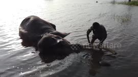 Keepers at 'elephant camp' in south India filmed bathing their beasts in river