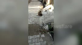 Orphaned puppy adopted by friendly female monkey in northern India