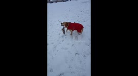 Couple of dogs can't contain their excitement when playing in snow for first time