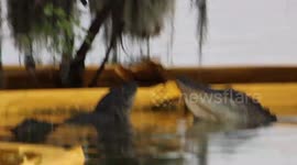 Gator fight