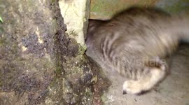 Cute kittens disturbed to come in house as blocked by siblings