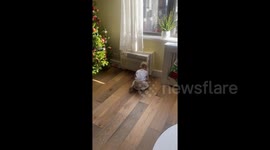 Adorable one-year-old girl rides Roomba straight into Christmas tree
