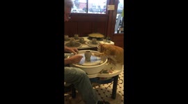 Cat gives a helping hand when doing PAW-ttery