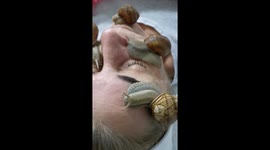 Elixir of Youth - Snail mucis