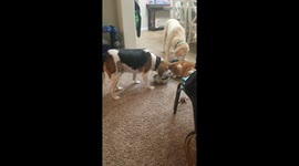 Beagle shares dinner with Cat