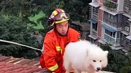 Chinese firefighters rescue Samoyed dog trapped on seven-story building's roof