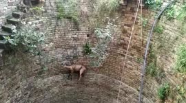 Forest department officials haul out antelope from 60-foot step-well in central India