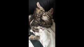 Daily Dose Of Cute Kittens