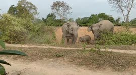 Herd of stampeding wild elephants chase after forest workers in east India