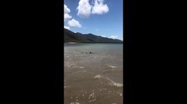Shark near shore in Queensland, Australia