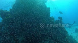 Red Sea diving. Fish swarm.