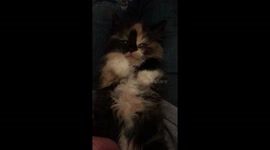 Worlds Cutest Kitten