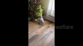 Adorable baby girl rides Roomba straight into Christmas tree