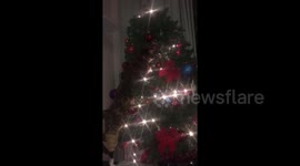 Cute cat tries to climb Christmas tree but ends up pulling the entire tree over