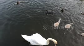 Birds on the lake, Swans and litle birds