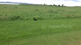 Crow having fun in the grass field next to the beach