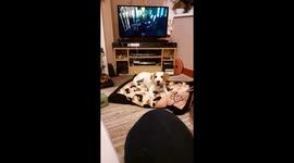 Butch the Jack Russell puppy does a sneak kiss attack on mum