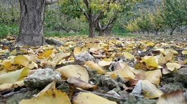 autumn in the Murcia region