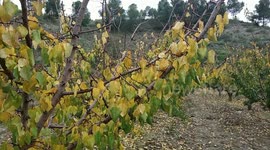 autumn in the Murcia region