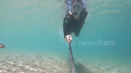 Beautiful 1080p selfie of swimmer and green turtle in crystal blue waters just off of Fitzroy Island, Cairns Australia