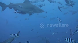 Bull sharks and Fiji