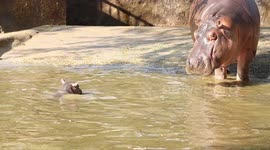 Naughty baby hippo refuses to leave pond with his mum at Indian zoo