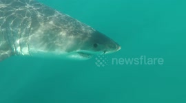 13-foot great white shark circles kayakers off South African coast