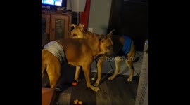 Special needs pups Trimble and Twitch show each other some brotherly love
