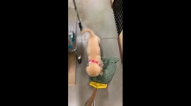 Puppy Helps Mop