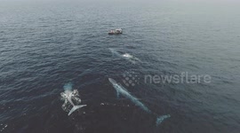 Giant Blue Whales in Newport Beach