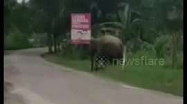 Two wild elephants entered the city in Riau
