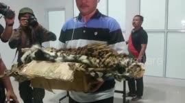five Sumatran tiger hunters were captured, 4 fetuses, 1 tiger skins secured