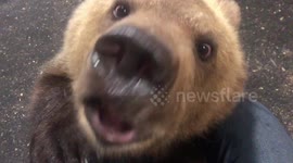Aspiring bear cub 'actor' learns to roar for the camera and gets treats