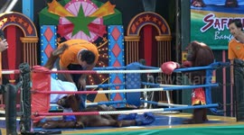 At a zoo in Bangkok, orangutans are forced to perform 'boxing' matches to amuse tourists