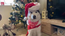 'Santa Paws' gets ready for the festive season with fluffy red hat