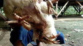 Rare four-legged chicken discovered in rural Indonesia