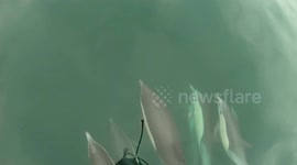 Pod of dolphins swim and breach in front of boat off California's coast