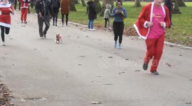 Dog In A Christmas Outfit