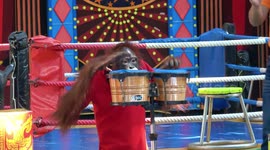 Orangutan band and photo opportunity in Bangkok