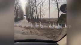 Motorists captures moment thousands of geese lined up to cross road in China