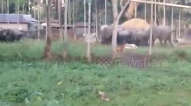 Herd of elephants raids village in search of food in eastern India