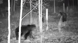 Bear cub climbs on tall tree to survive possible attack of huge male bear