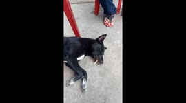 'Smoker' dog in Vietnam falls asleep with lit cigarette in its mouth