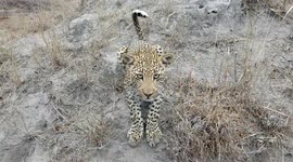 Moment wildlife photographer found himself face to face with curious leopard cub in South Africa