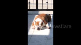 Hilarious moment bulldog sunbathes in a tiny square of sunlight