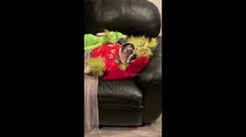 You're a sleepy one Mr Grinch! Bulldog dressed as favourite Dr Seuss character snoozes on sofa