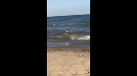 Cute doggo playing fetch with large branch