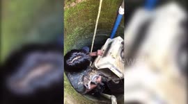 Civet rescued from 10ft deep well in western India
