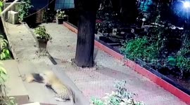 Chilling moment shows stealthy leopard attacking dog in western India