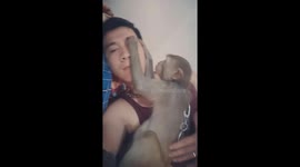 The monkey takes care of the ears and the hair of the owner